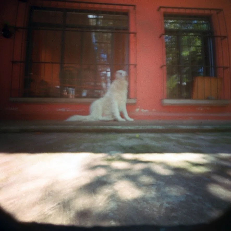 Fotografía estenopeica de un perro blanco sentado frente a una pared roja
