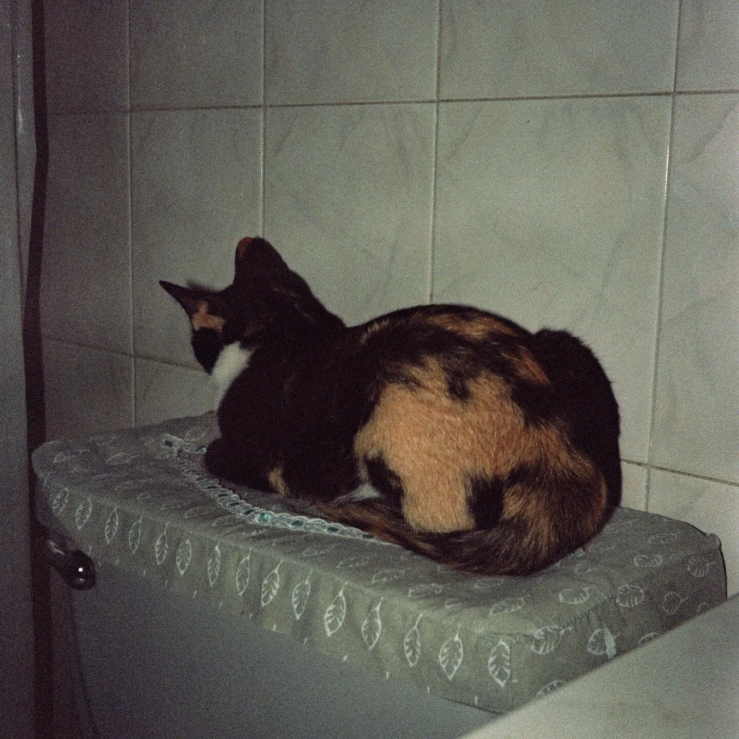 Gata tricolor hecha bolita sobre un cojín verde de hojas, contra los azulejos del baño.