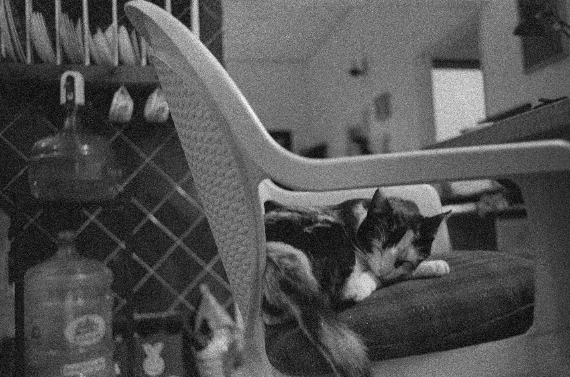 Gata tricolor dormida en una silla de plástico de la cocina, entre garrafones de agua, en blanco y negro.