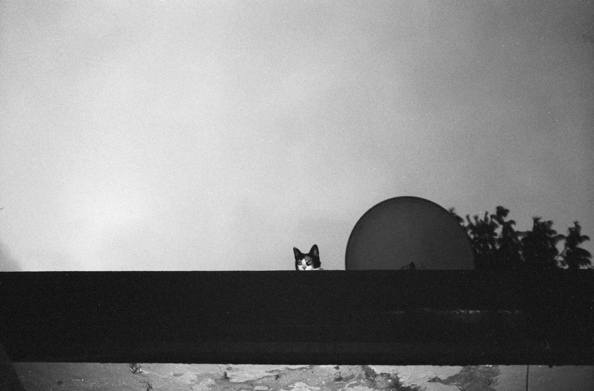 Un gato blanco y negro asoma la cabeza detrás de una barda, junto a una antena parabólica, en blanco y negro.